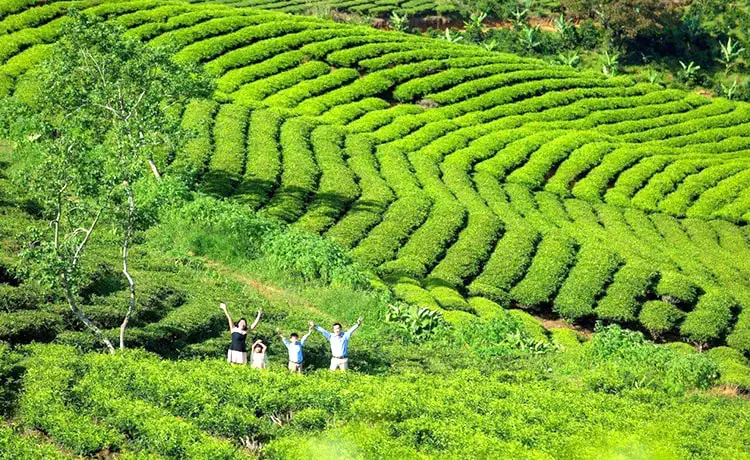 Tham quan Đồi chè Cầu Đất Farm Đà Lạt - Ảnh: Đan Nhi Travel